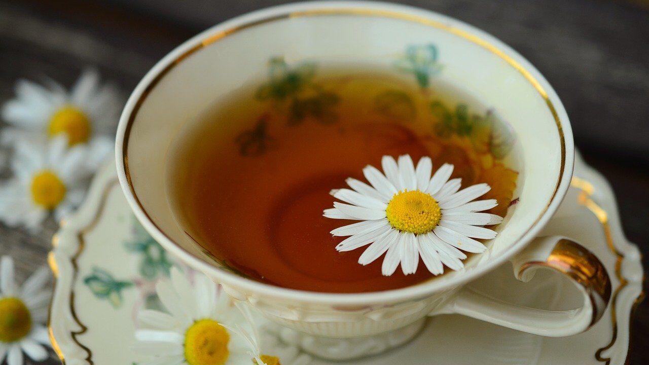 chamomile